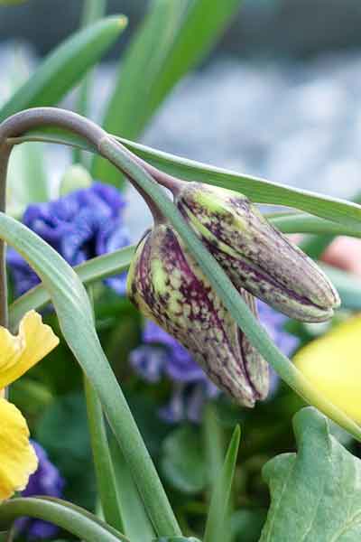 A fritillary emerging in a spring container