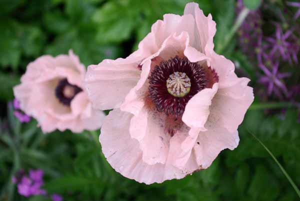 Pale pink oriental poppy