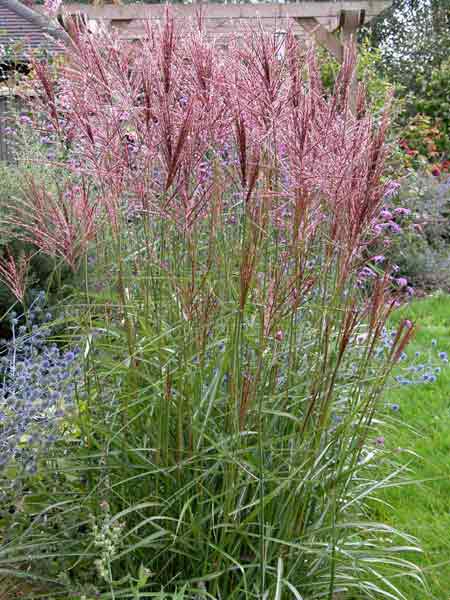 A clump of ornamental grass Miscanthus sinensis Nippon