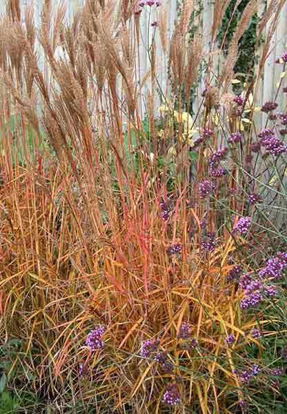 Russet autumn leaves of Miscanthus sinensis
