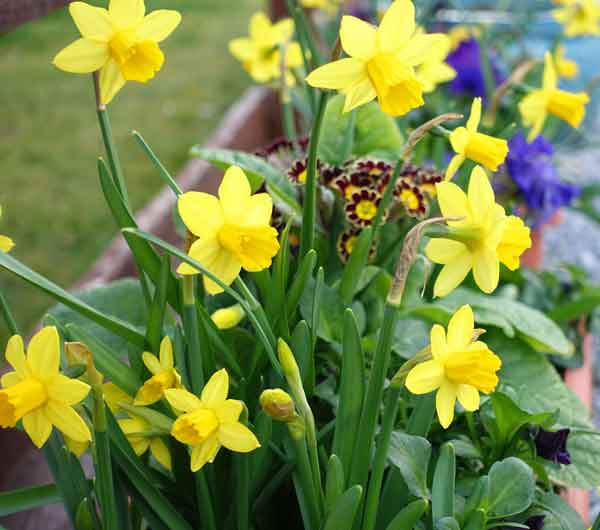 Narcissus Tete-a-tete in a pot