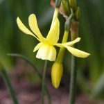 Pale yellow flowers of Narcissus Hawera