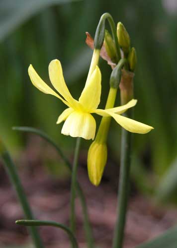 Pale yellow flowers of Narcissus Hawera