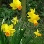 Miniature daffodils Narcissus Jetfire