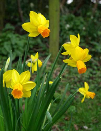 Miniature daffodils Narcissus Jetfire