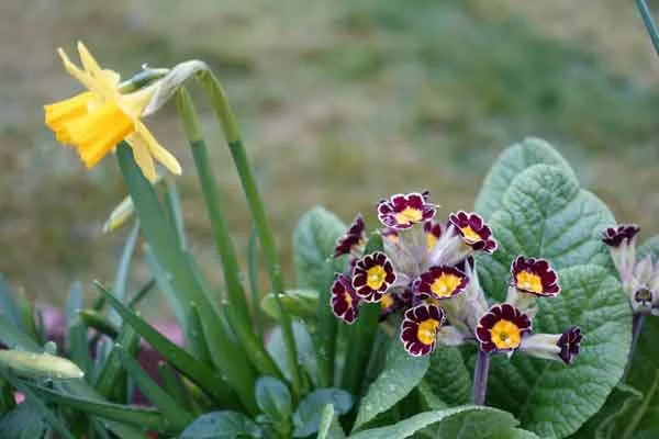 Tete-a-tete and primula in a pot