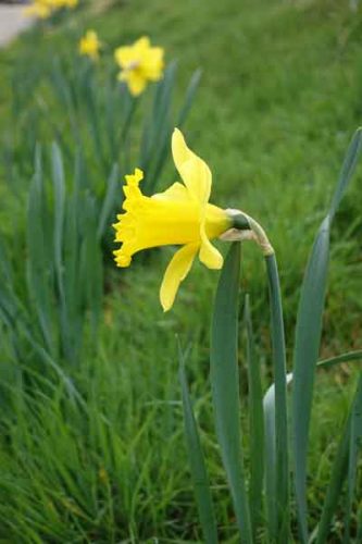 Single daffodil on bank
