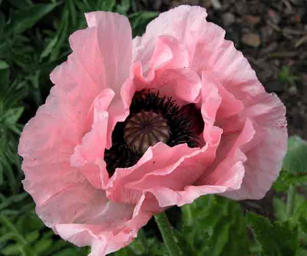 Close-up of the oriental poppy 'Coral Reef'