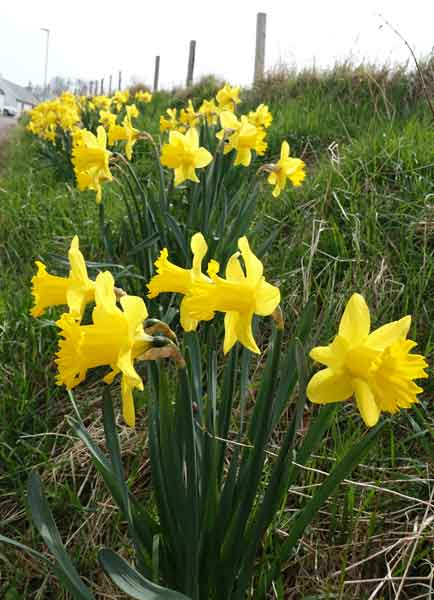A swathe of daffodils along a bank