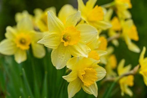 Wild daffodil flowers