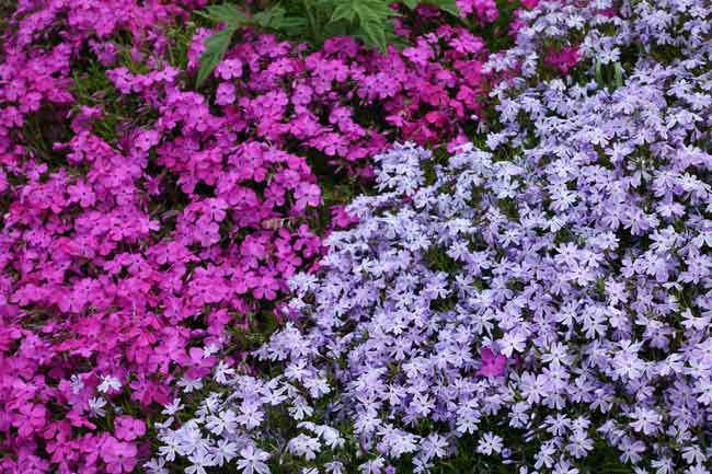 Ground cover plants cover the terrace borders.