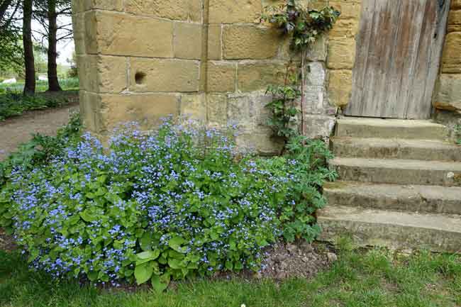 Brunnera macrophylla at Mount Grace Priory