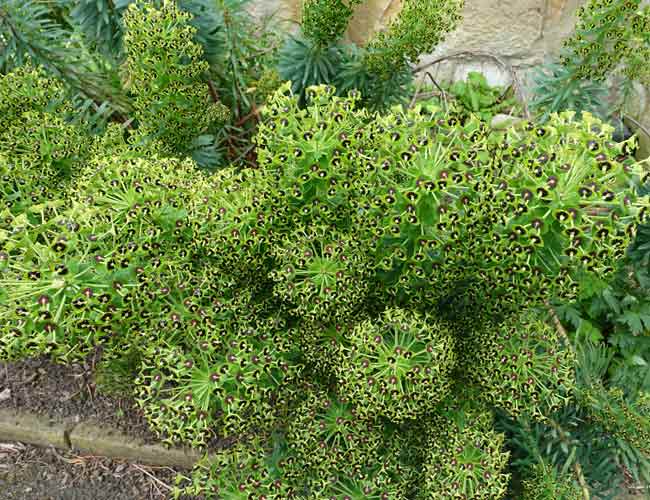 Clusters of Euphorbia characias 'Black Pearl'