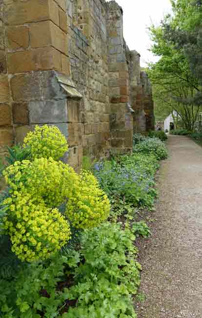 Euphorbia and brunnera at the base of the walls.