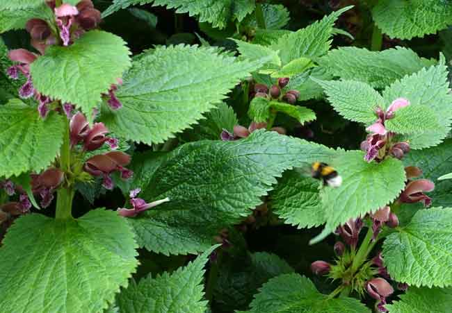 A bee on Lamium orvala