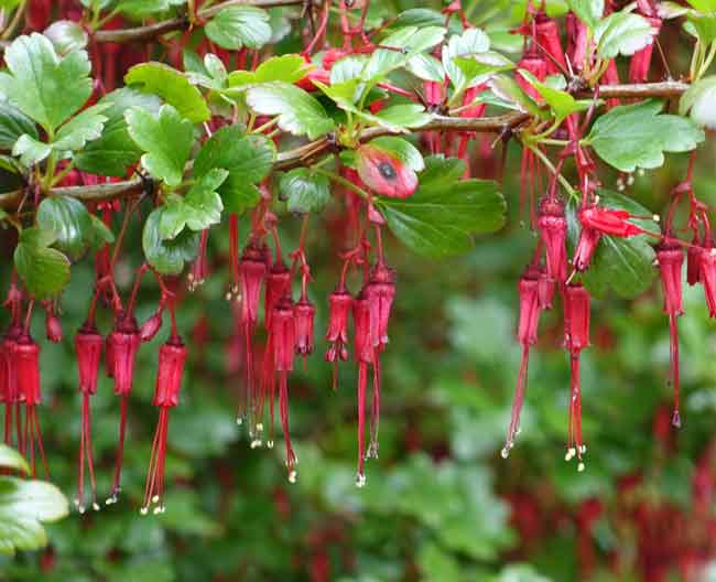 Fuchsia-like flowers of the flowering gooseberry shrub